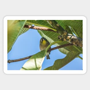 Japanese white-eye of honolulu Sticker